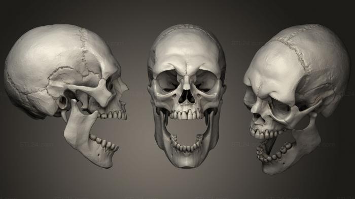 Anatomy of skeletons and skulls (Adult Male Skull, ANTM_1157) 3D models for cnc